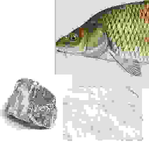 picture of a karpfen, a piece of paper and a rock